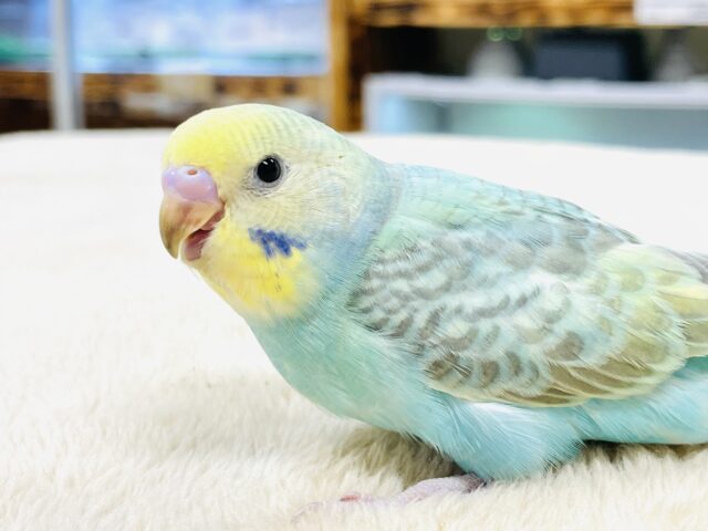セキセイインコ