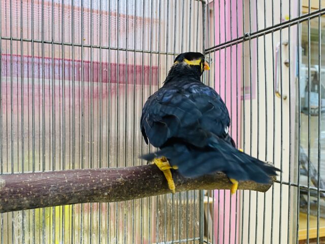 九官鳥（キュウカンチョウ）