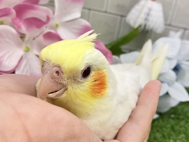 オカメインコ