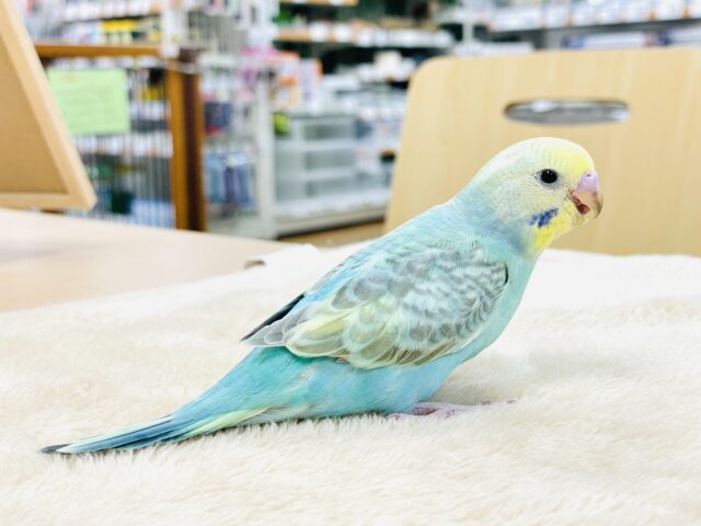 セキセイインコ