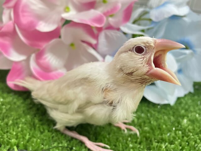 シルバーイノ文鳥