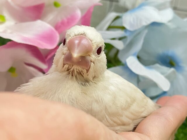 シルバーイノ文鳥