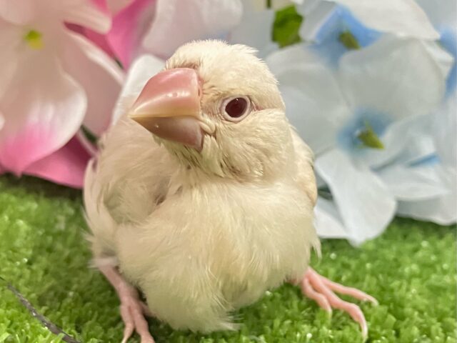 シルバーイノ文鳥