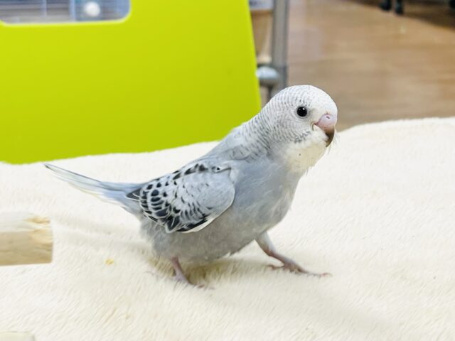 セキセイインコ