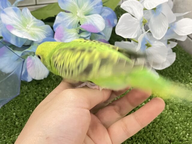 セキセイインコ