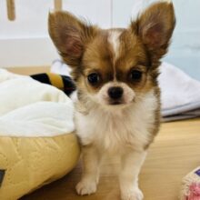 あたちの甘ったれ度についてこれる〜！？チワワちゃん！