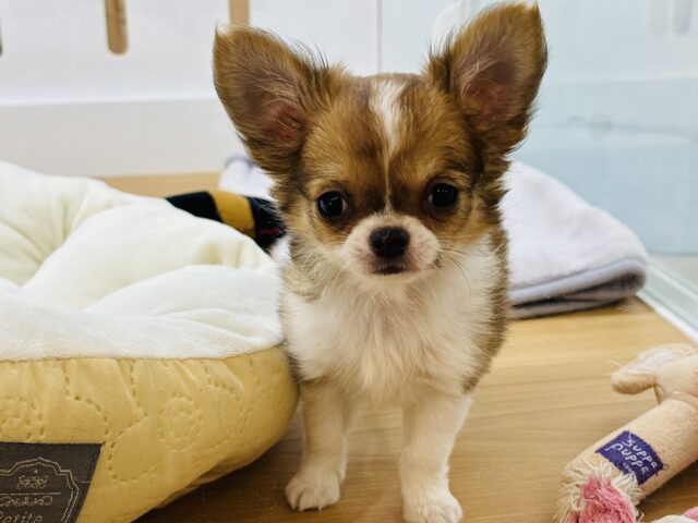 あたちの甘ったれ度についてこれる〜！？チワワちゃん！