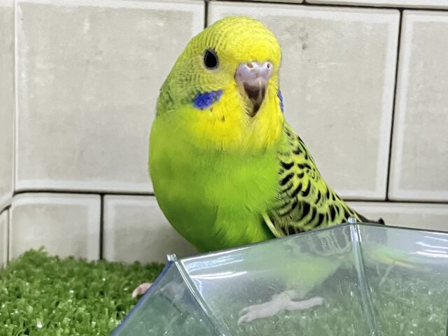 セキセイインコ