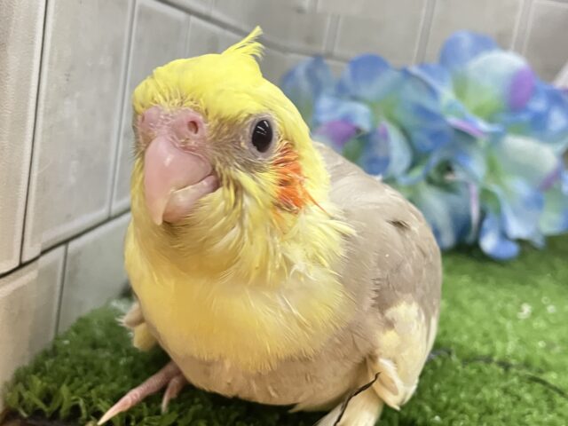 オカメインコ