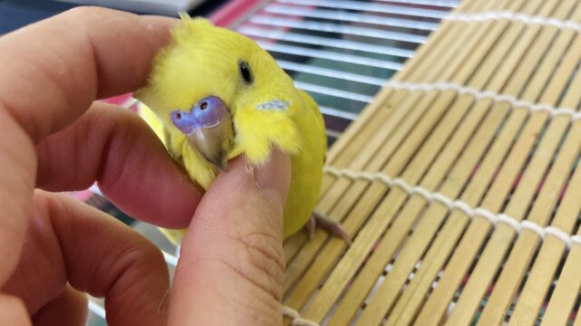 夢中になっちゃうかわいさ❤︎⁎˃ᴗ˂ ベタなれセキセイインコちゃん🦜❤︎❤︎