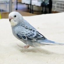 【最新画像】オシャレグレー🩶なセキセイインコちゃん（オパーリン）ヒナ