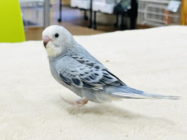 【最新画像】オシャレグレー🩶なセキセイインコちゃん（オパーリン）ヒナ