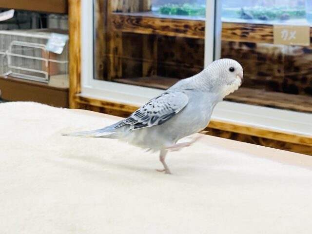 セキセイインコ