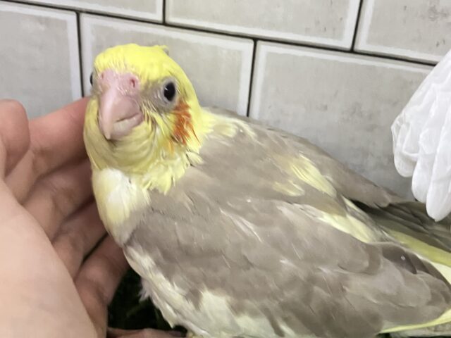オカメインコ