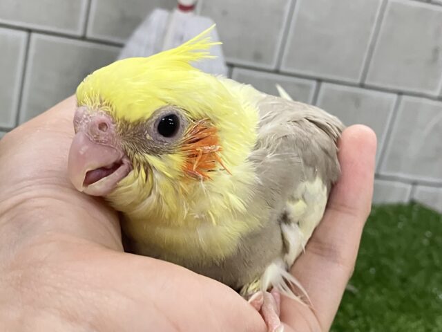 オカメインコ