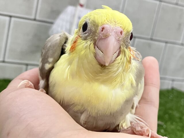 オカメインコ