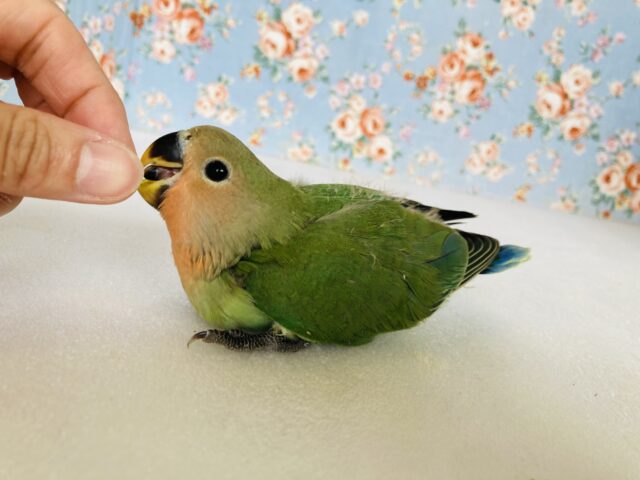 コザクラインコ（小桜インコ）
