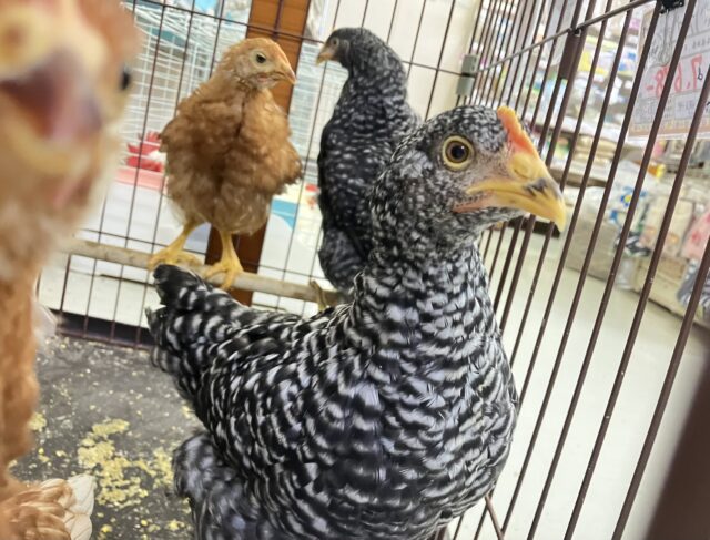 ボリスブラウン