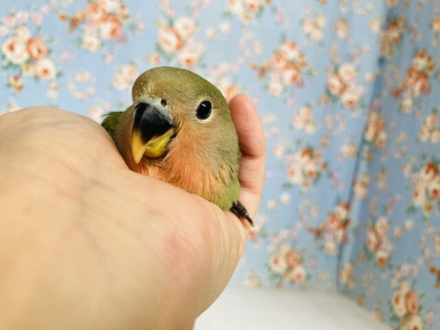コザクラインコ（小桜インコ）