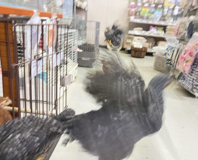 ボリスブラウン