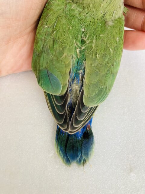 コザクラインコ（小桜インコ）