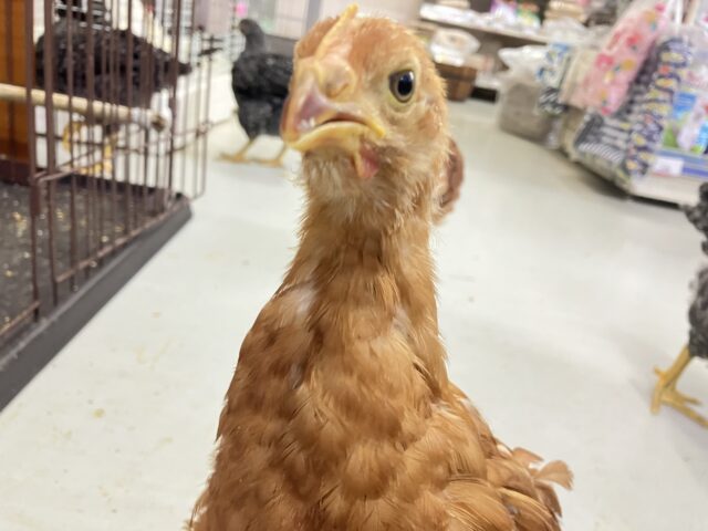 ボリスブラウン