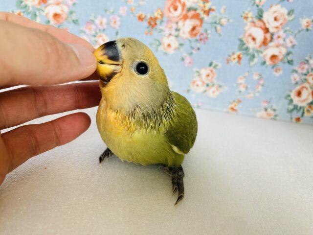 コザクラインコ（小桜インコ）