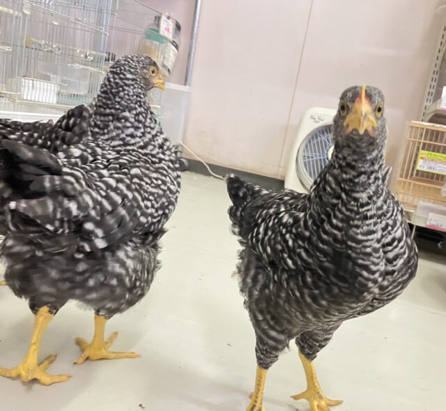 ボリスブラウン