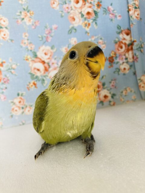 コザクラインコ（小桜インコ）