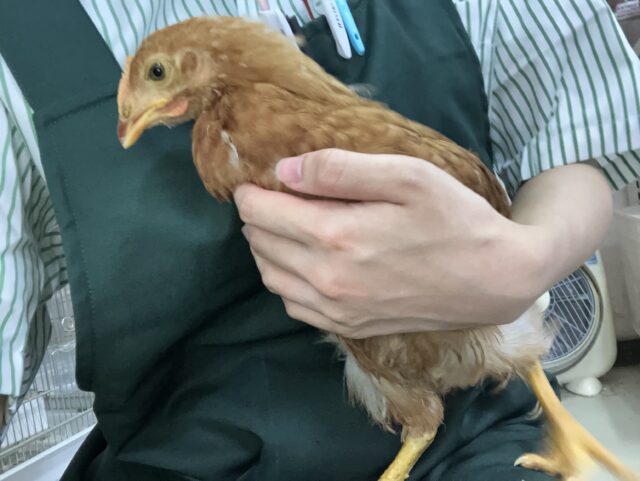 ボリスブラウン