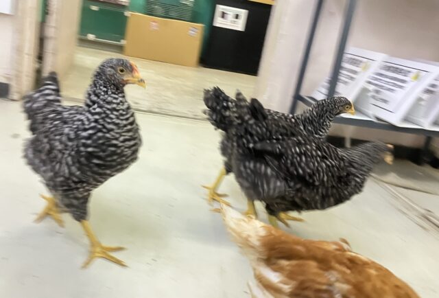 ボリスブラウン