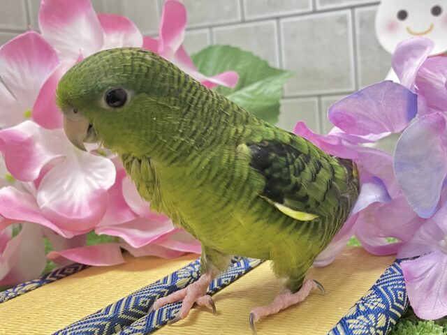 サザナミインコ