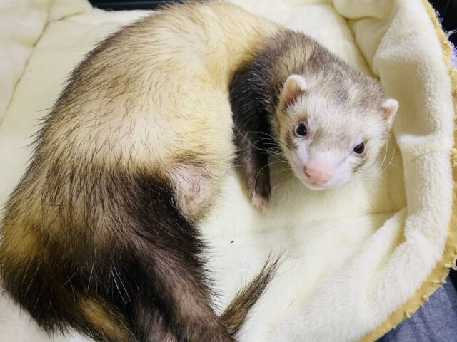 フェレット