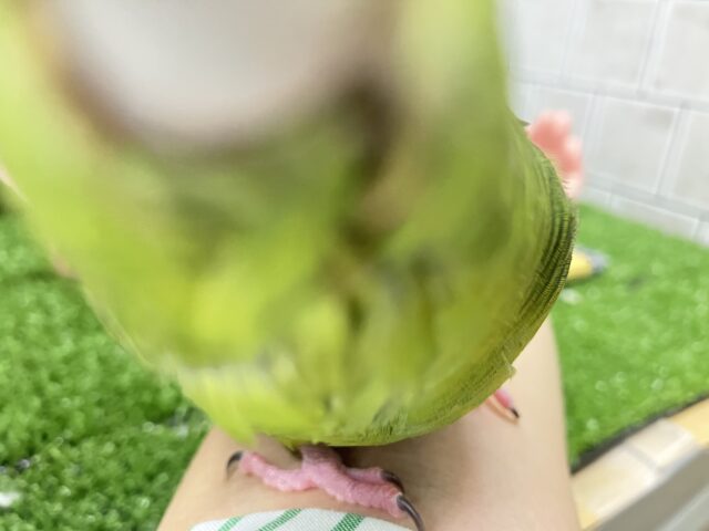 サザナミインコ