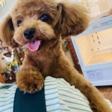 最新画像💟色々とスッキリしてます✨小柄なトイプードルのご紹介