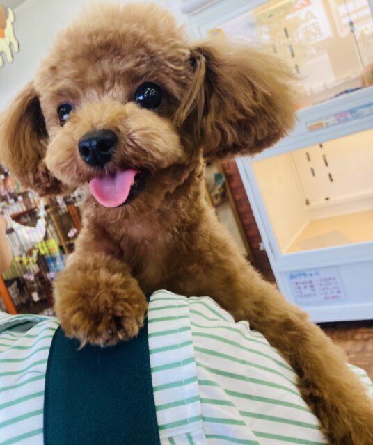 最新画像💟色々とスッキリしてます✨小柄なトイプードルのご紹介