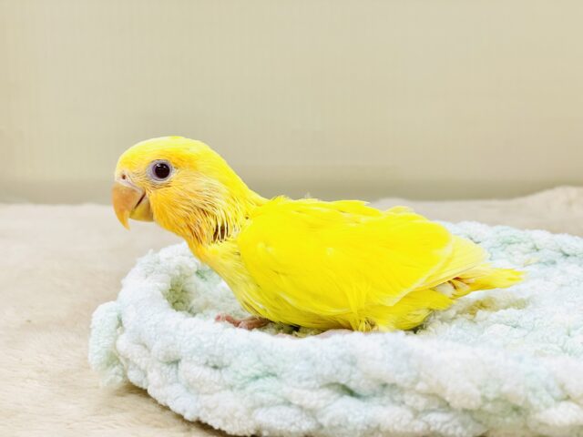 コザクラインコ（小桜インコ）