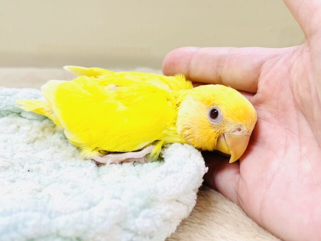 コザクラインコ（小桜インコ）