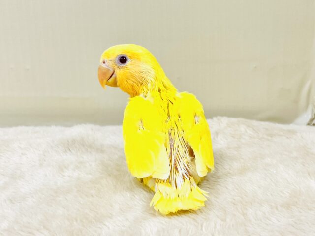 コザクラインコ（小桜インコ）