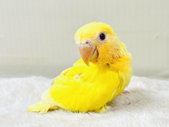 コザクラインコ（小桜インコ）