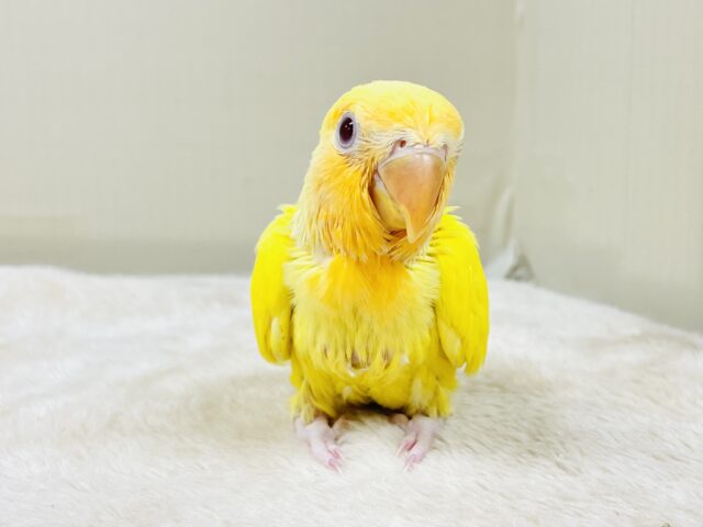 コザクラインコ（小桜インコ）