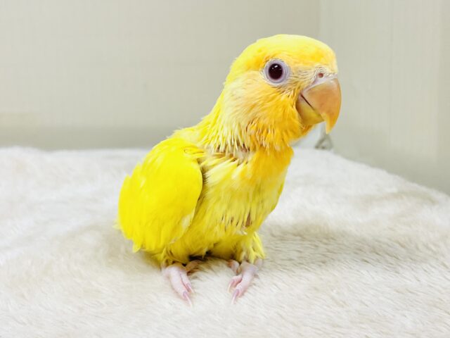 コザクラインコ（小桜インコ）