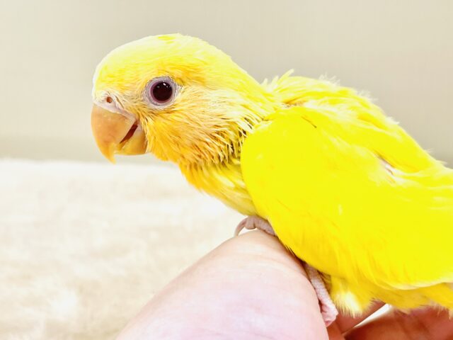 コザクラインコ（小桜インコ）