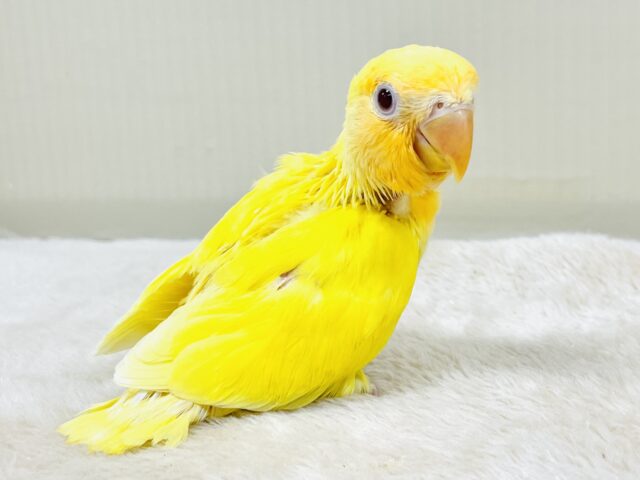 コザクラインコ（小桜インコ）