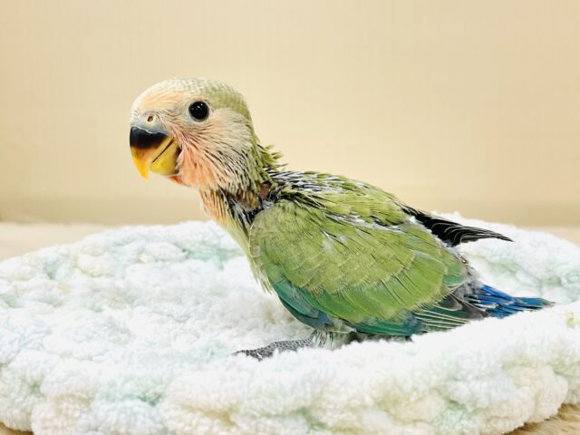 コザクラインコ（小桜インコ）