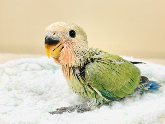 コザクラインコ（小桜インコ）