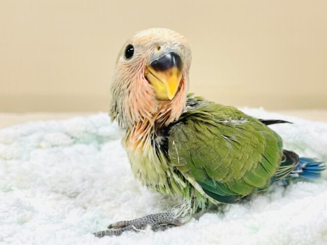 コザクラインコ（小桜インコ）