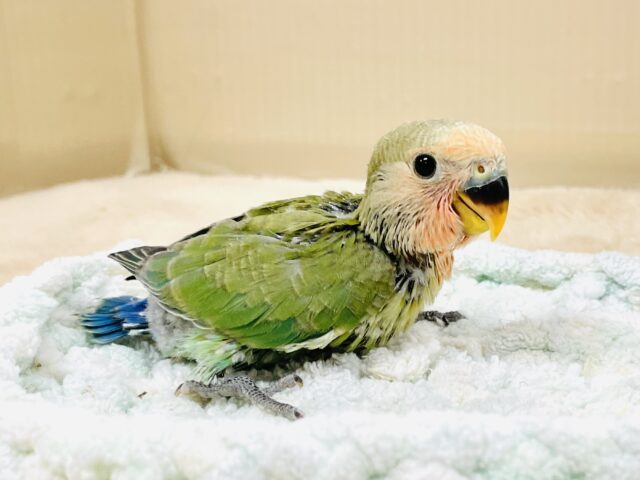 コザクラインコ（小桜インコ）