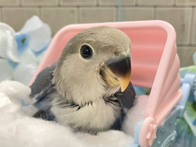 コザクラインコ（小桜インコ）