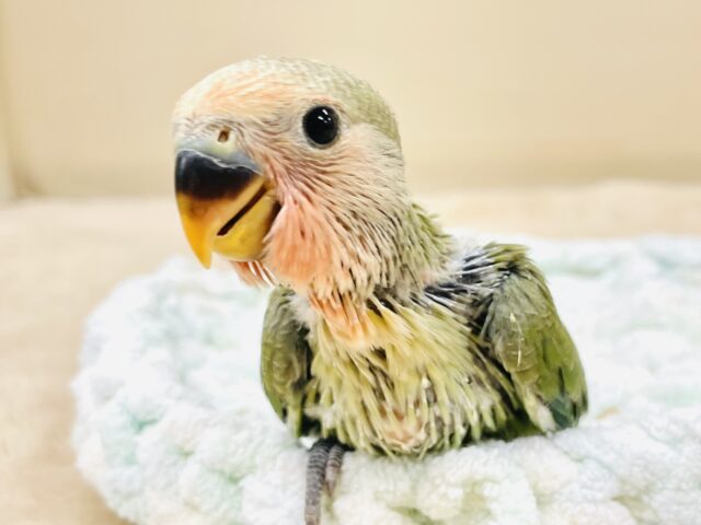 コザクラインコ（小桜インコ）